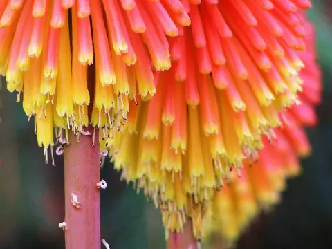 L'importance des cartes communes au poker