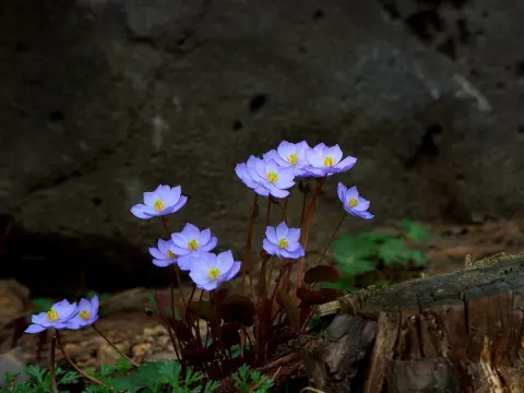 Les bases du poker en ligne