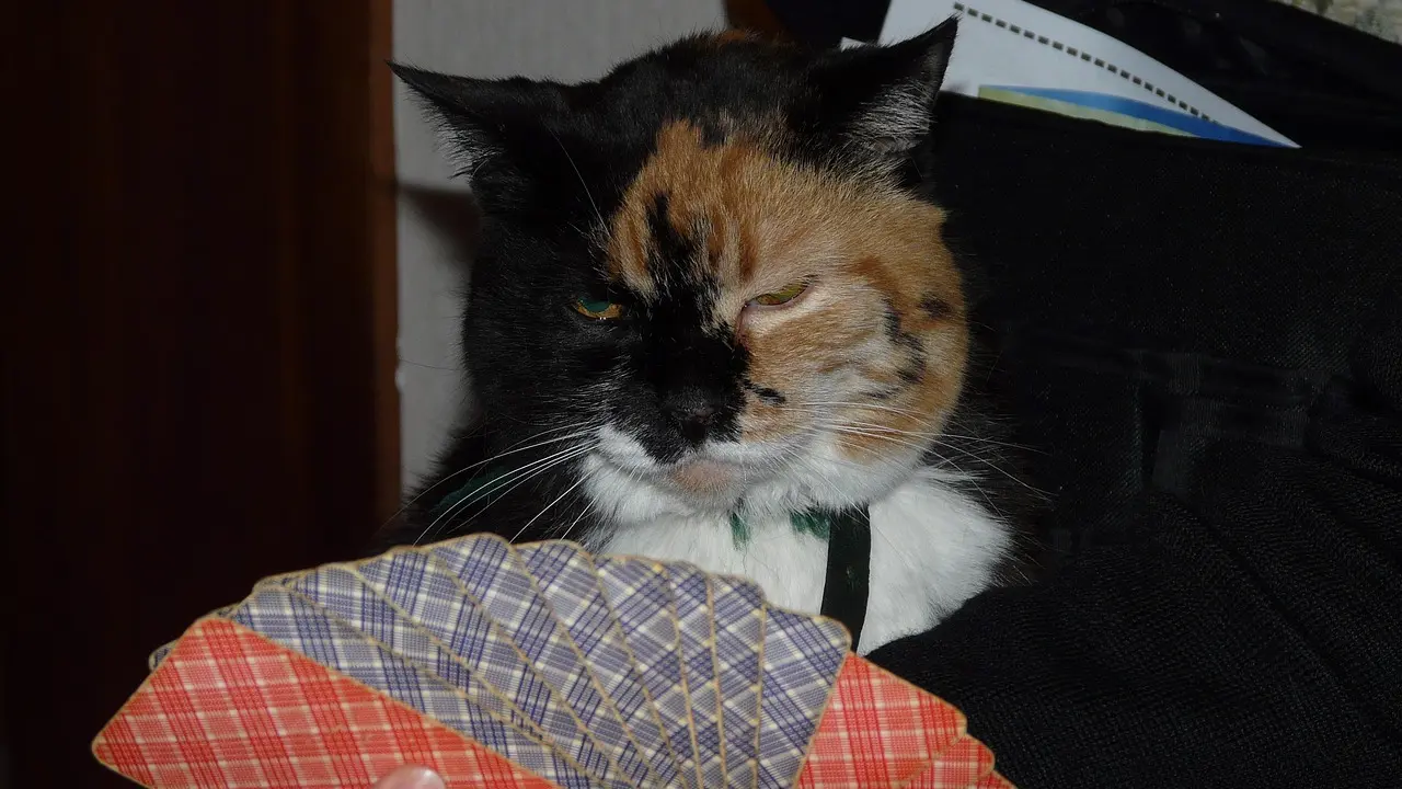 Comment ajuster son jeu selon le type de table et le format du tournoi