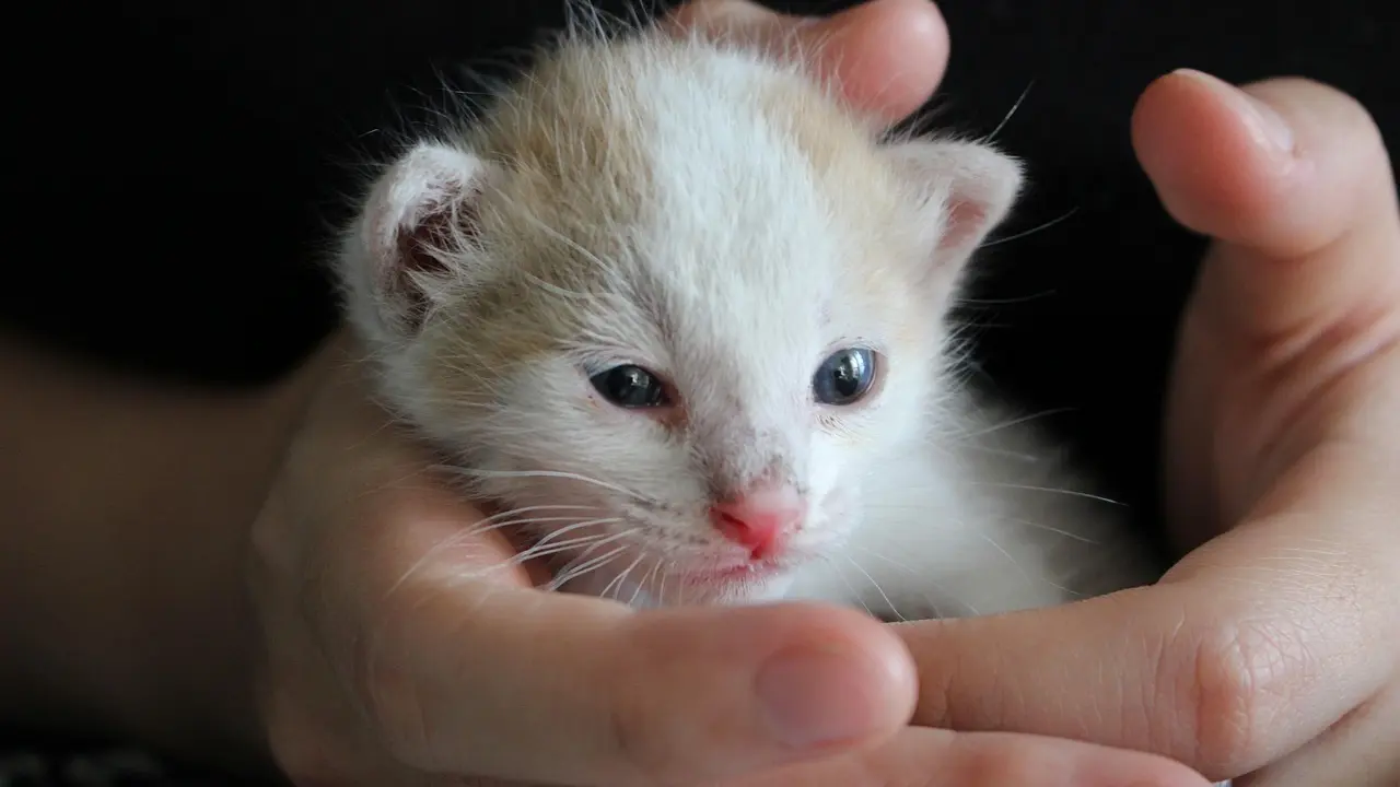Les stratégies pour bien jouer en table finale